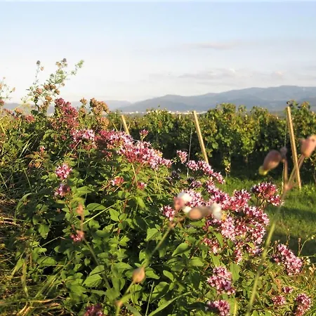 Zum Rebberg 아파트 프라이부르크 임 브리스가우