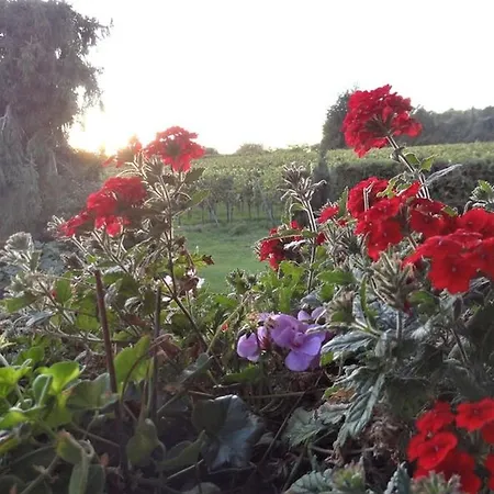 Zum Rebberg Fryburg Bryzgowijski